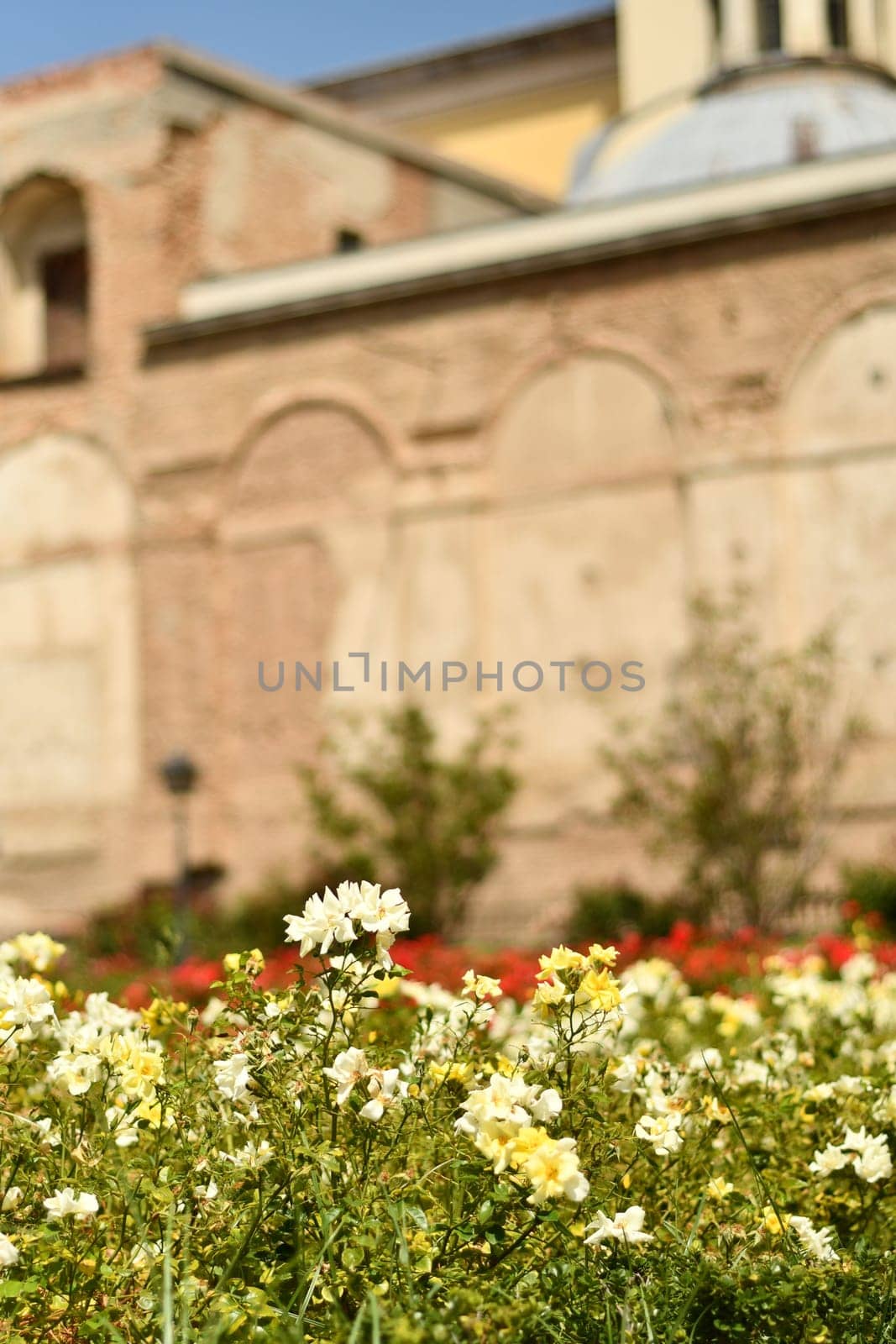 Vertical shot of blooming flowers in front of a historical building