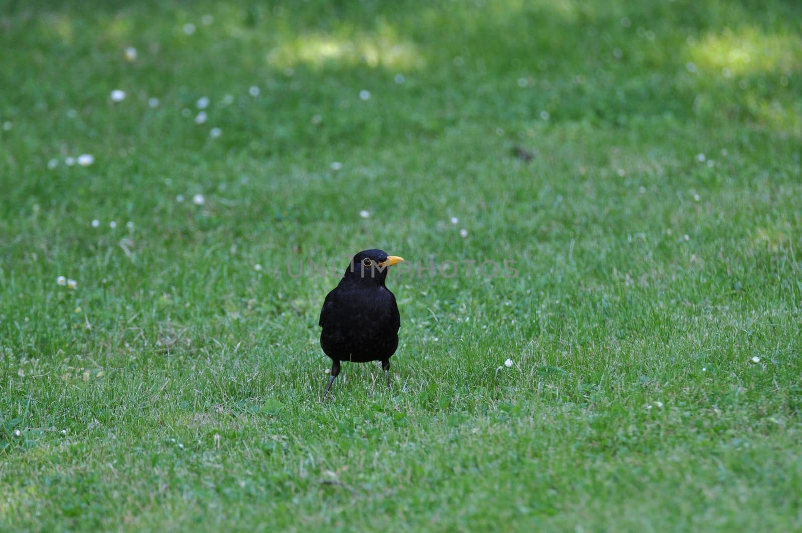Common blackbird, Turdus merula, on a lawn in Germany