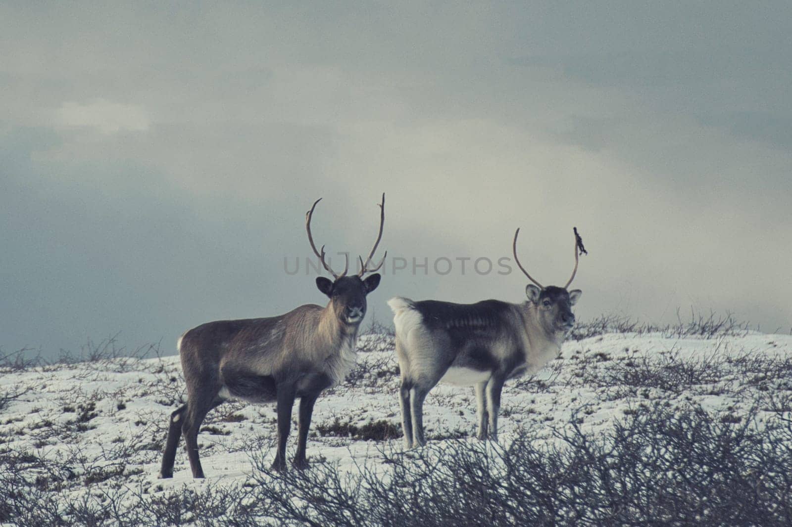 Two reindeer Rangifer tarandus in Norway on a snow field