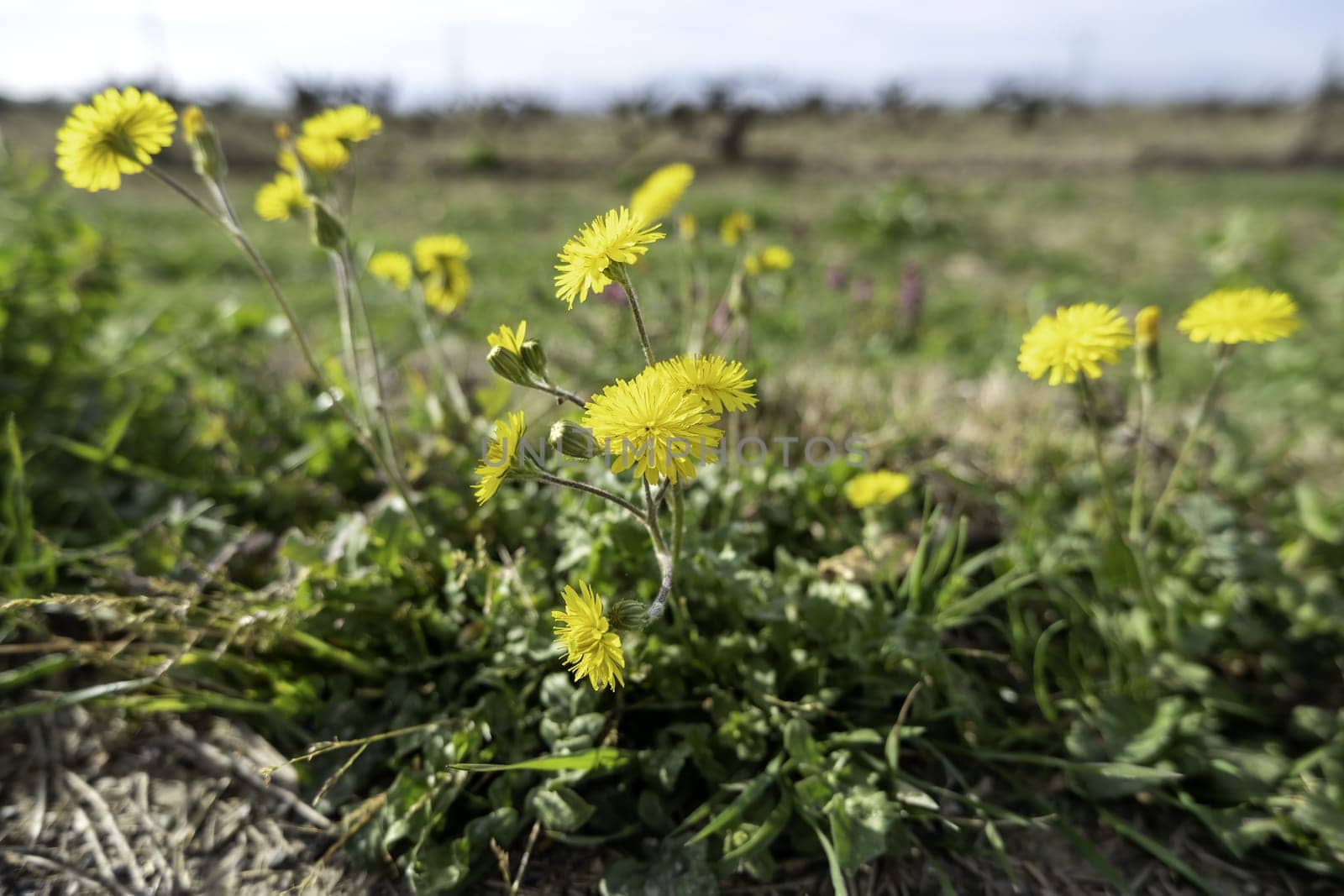 Detail of aromatic wild flowers, nature and freedom