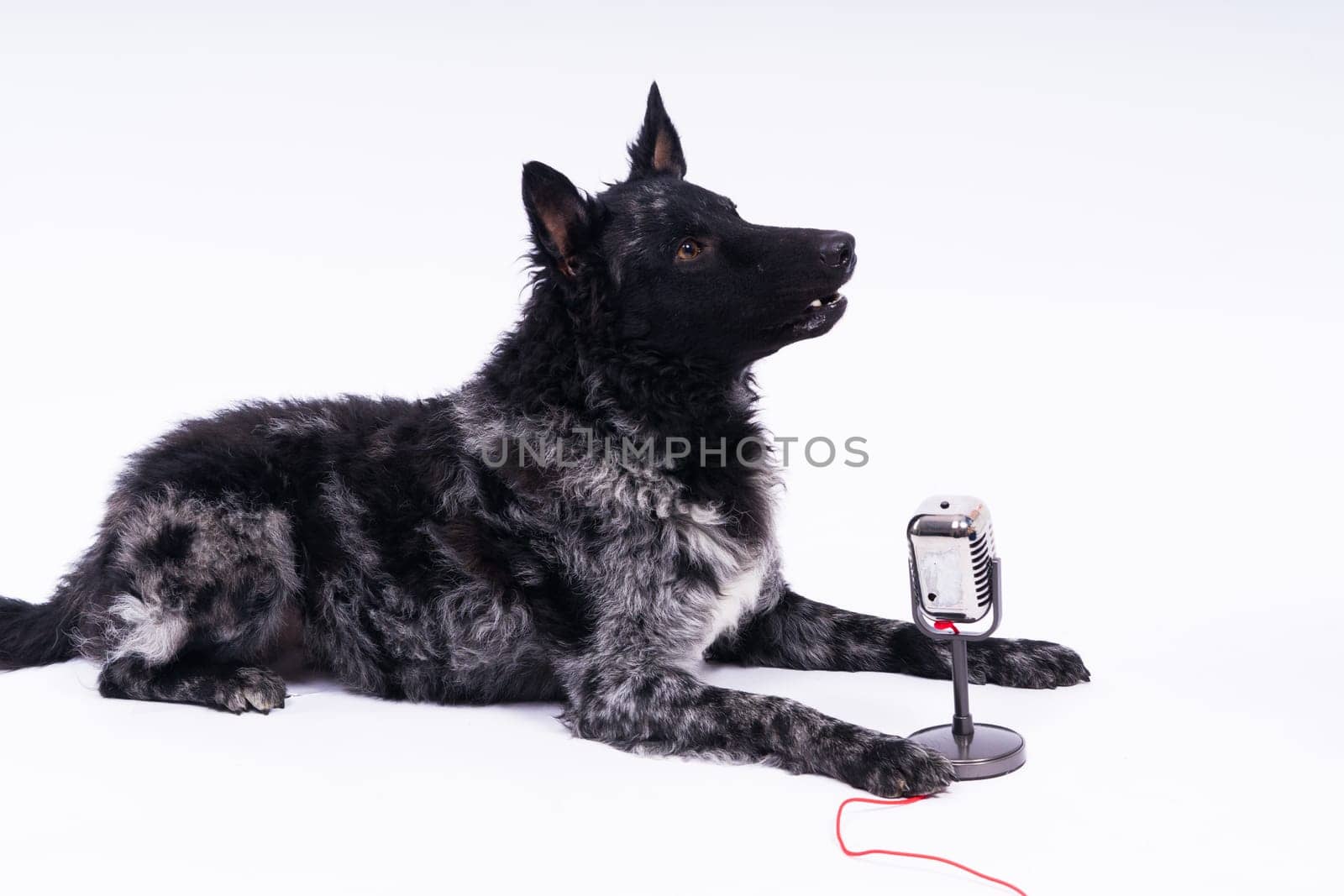 Beatiful mudi dog singing into microphone in studio ehite background