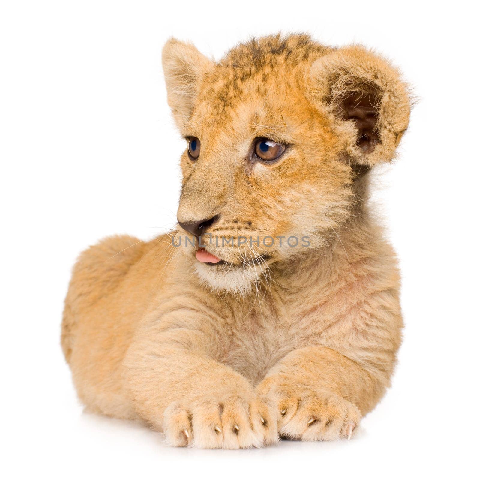 Lion Cub (3 months) in front of a white background.