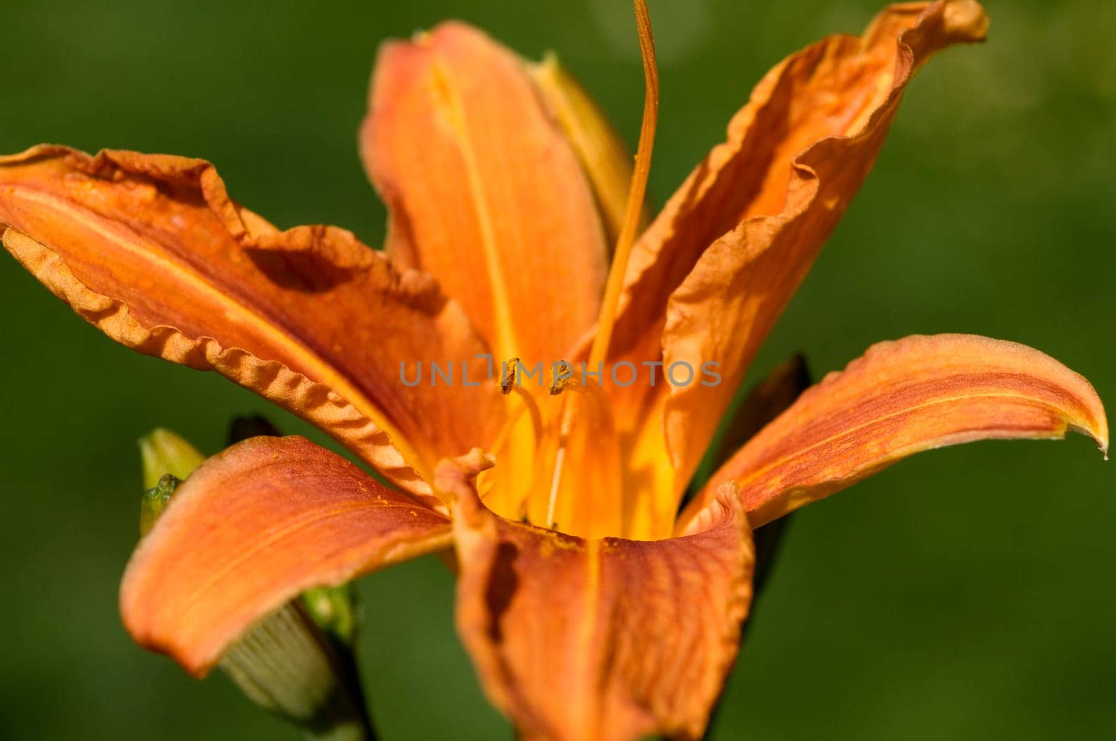 Daylily,Hemerocallis