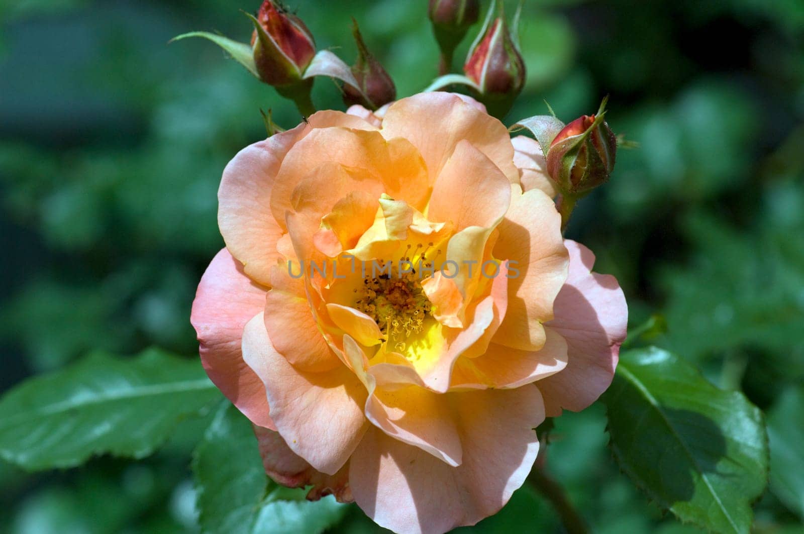 Westerland, Strauchrose, Gartenblume