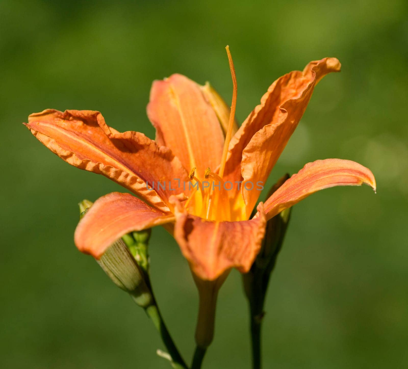 Daylily,Hemerocallis