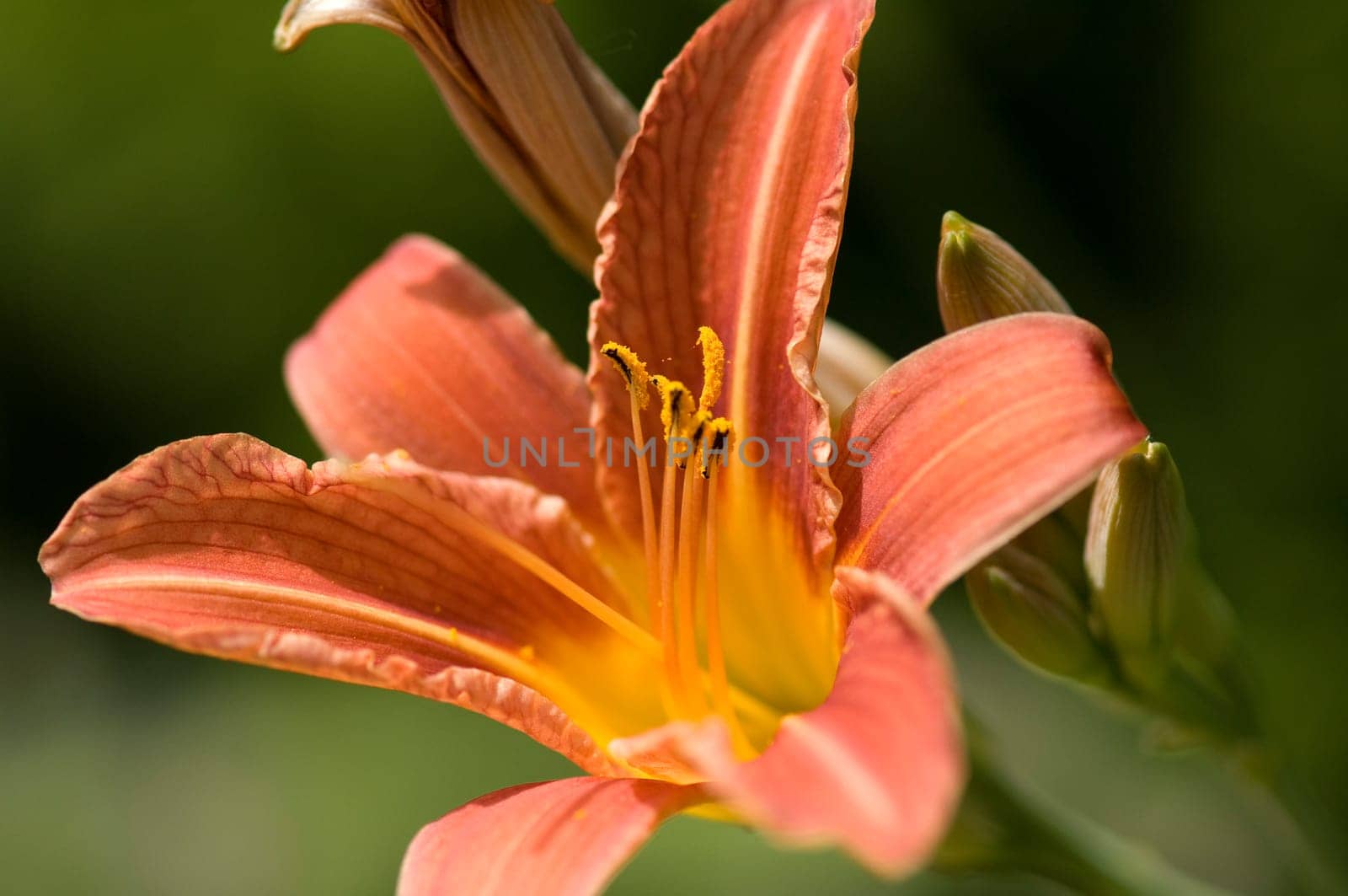 Daylily,Hemerocallis