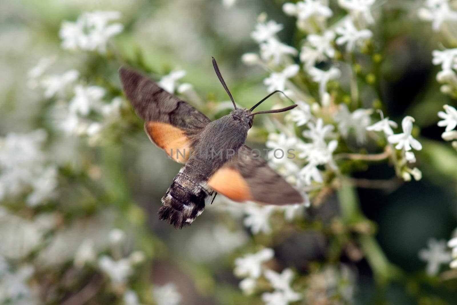 Taubenschwaenzchen  Macroglossum  stellatarum