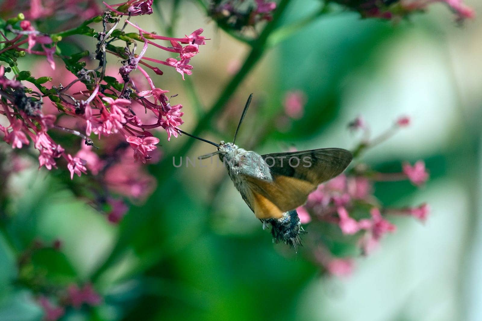 Taubenschwaenzchen  Macroglossum  stellatarum