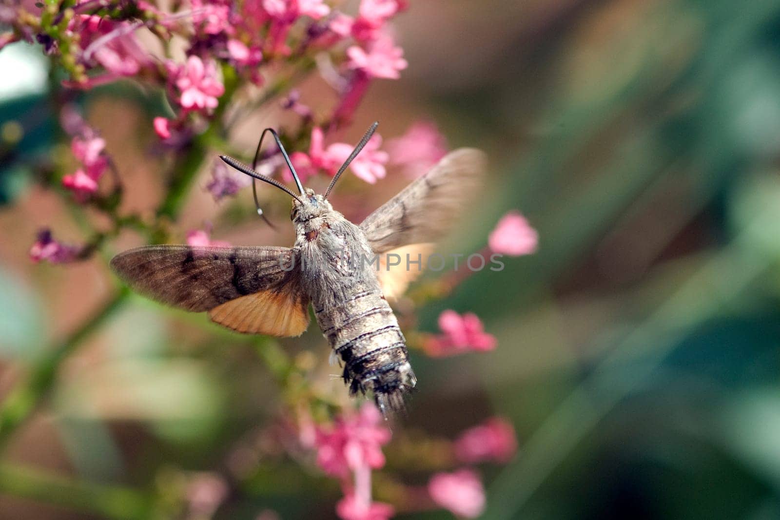 Taubenschwaenzchen  Macroglossum  stellatarum