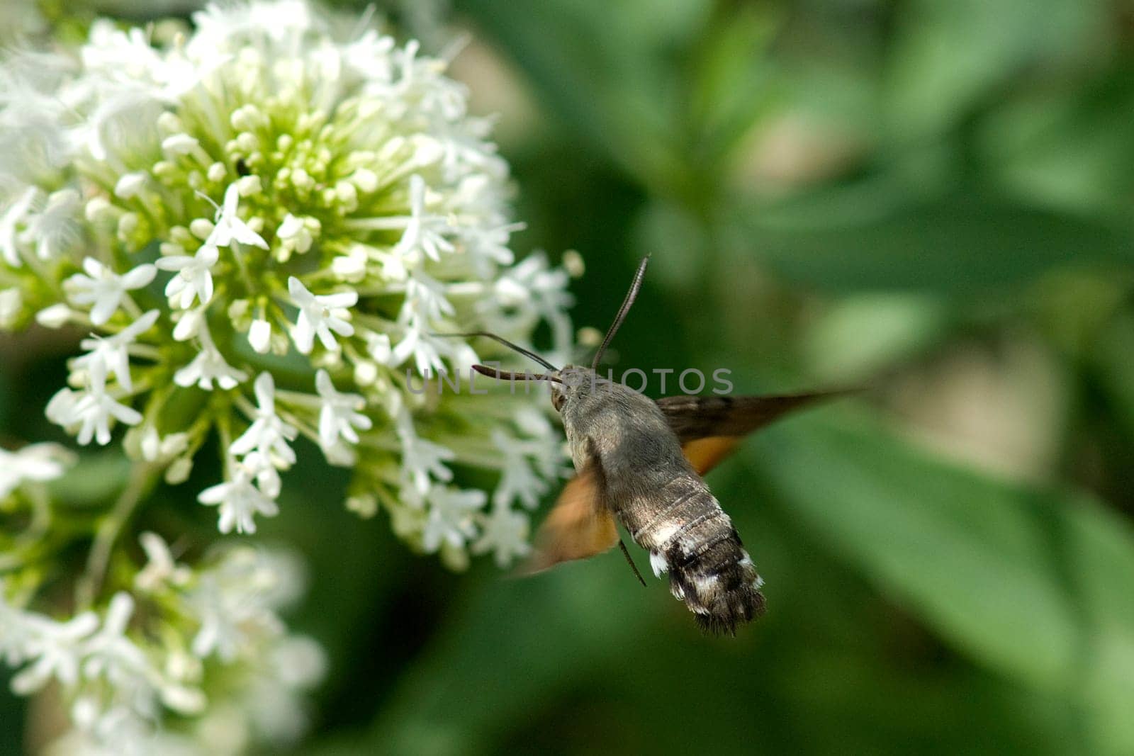 Taubenschwaenzchen  Macroglossum  stellatarum