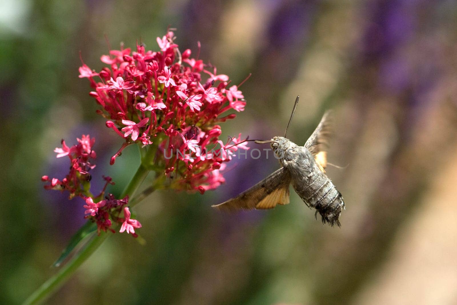 Taubenschwaenzchen  Macroglossum  stellatarum