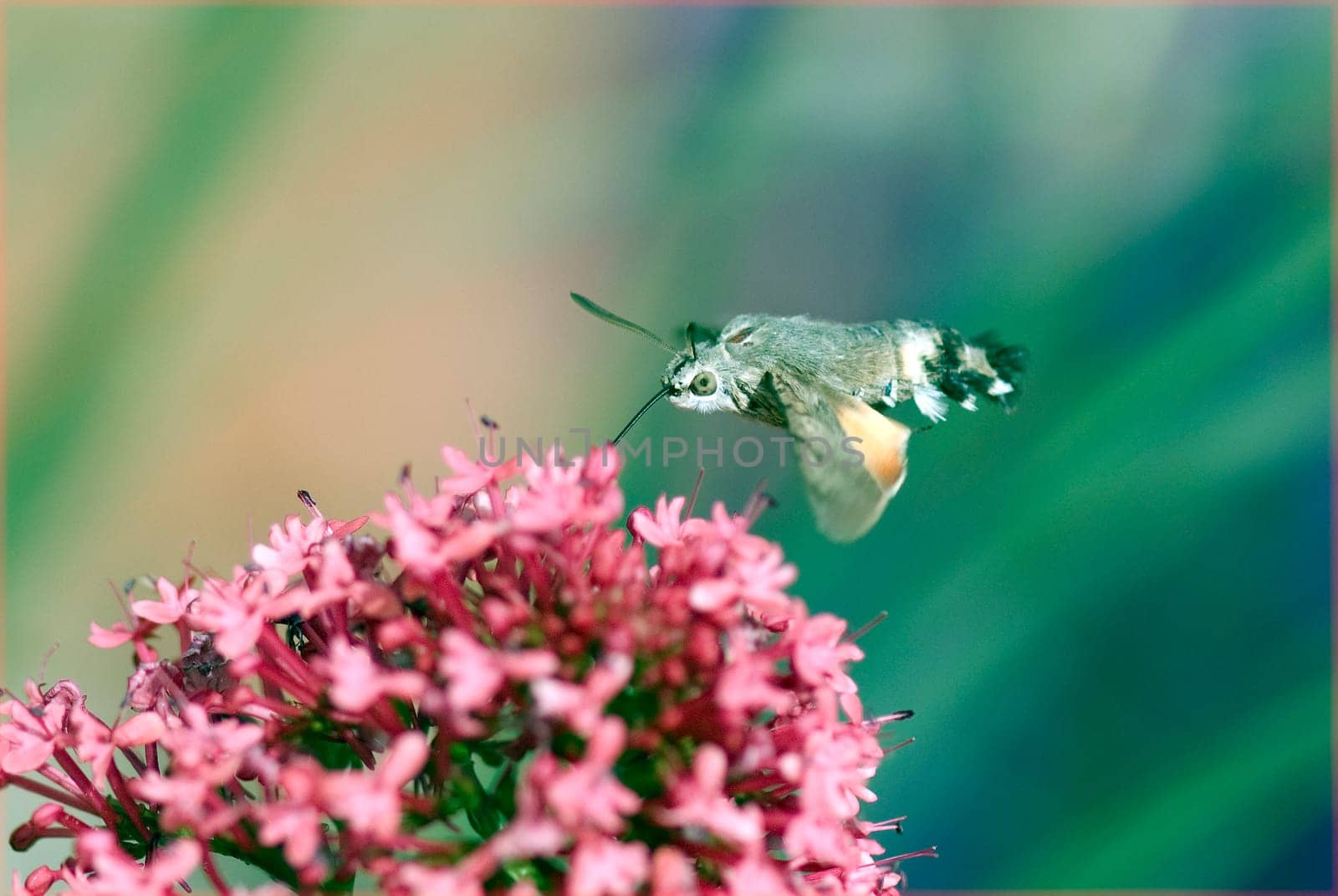 Taubenschwaenzchen  Macroglossum  stellatarum