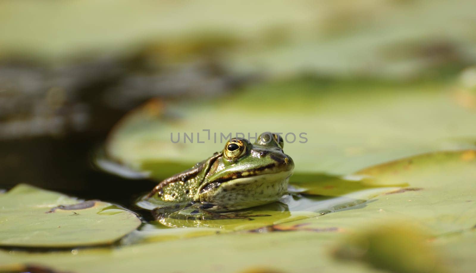 Pond frog (Pelophylax esculentus) with aphid on the nose between water lily leaves