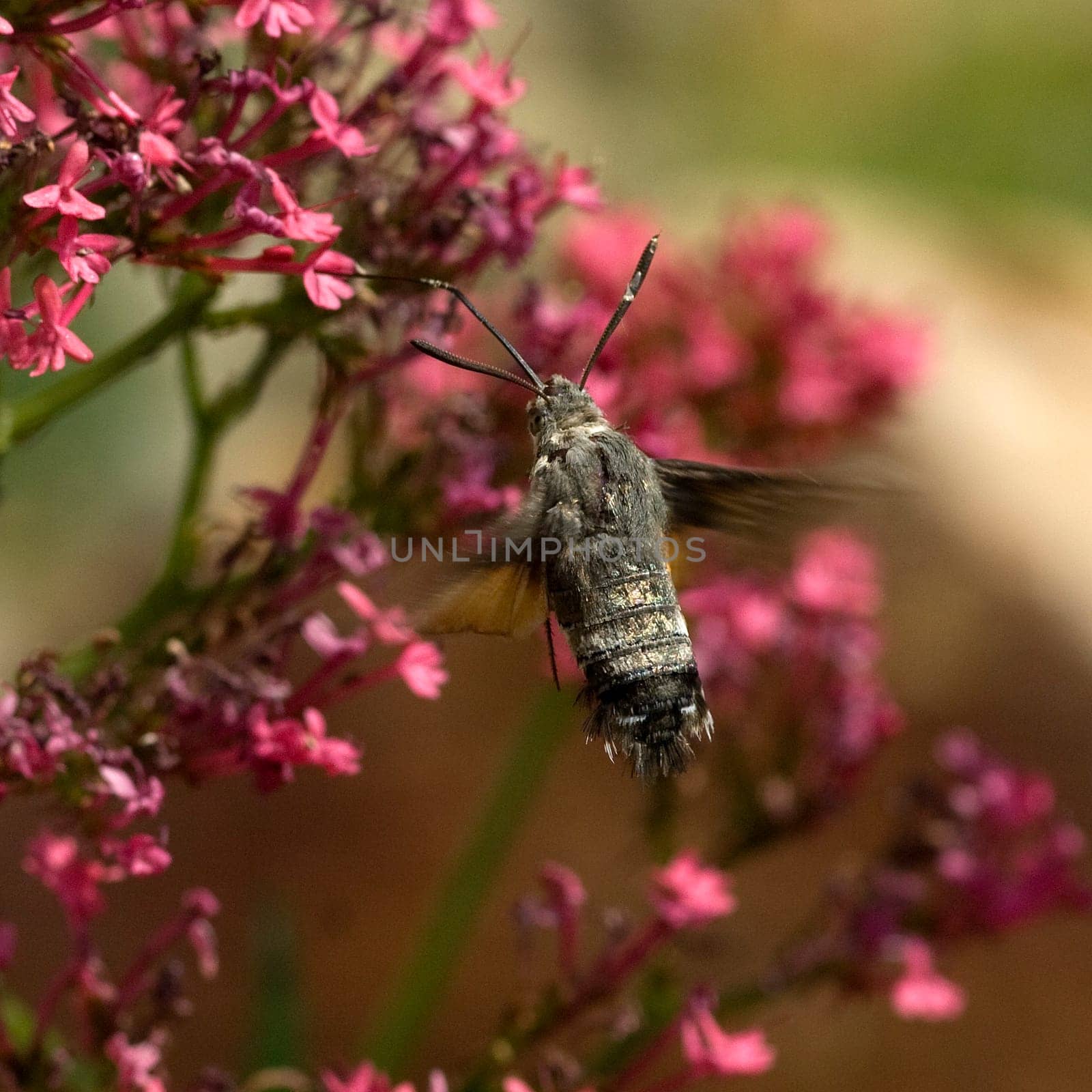 Taubenschwaenzchen  Macroglossum  stellatarum