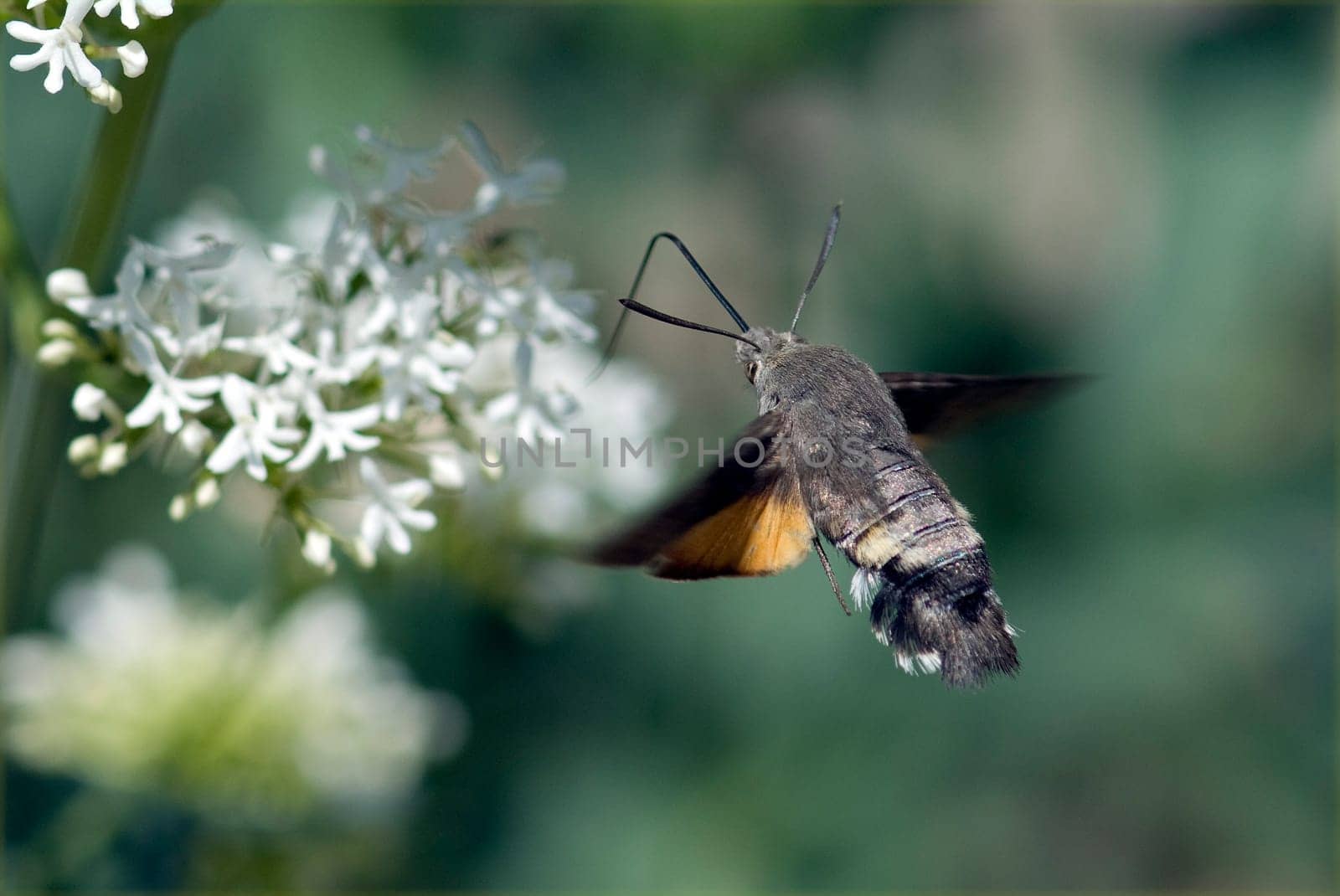 Taubenschwaenzchen  Macroglossum  stellatarum
