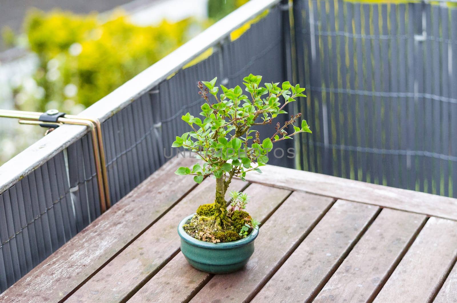 Bonsai miniature tree on a table of a balcony..