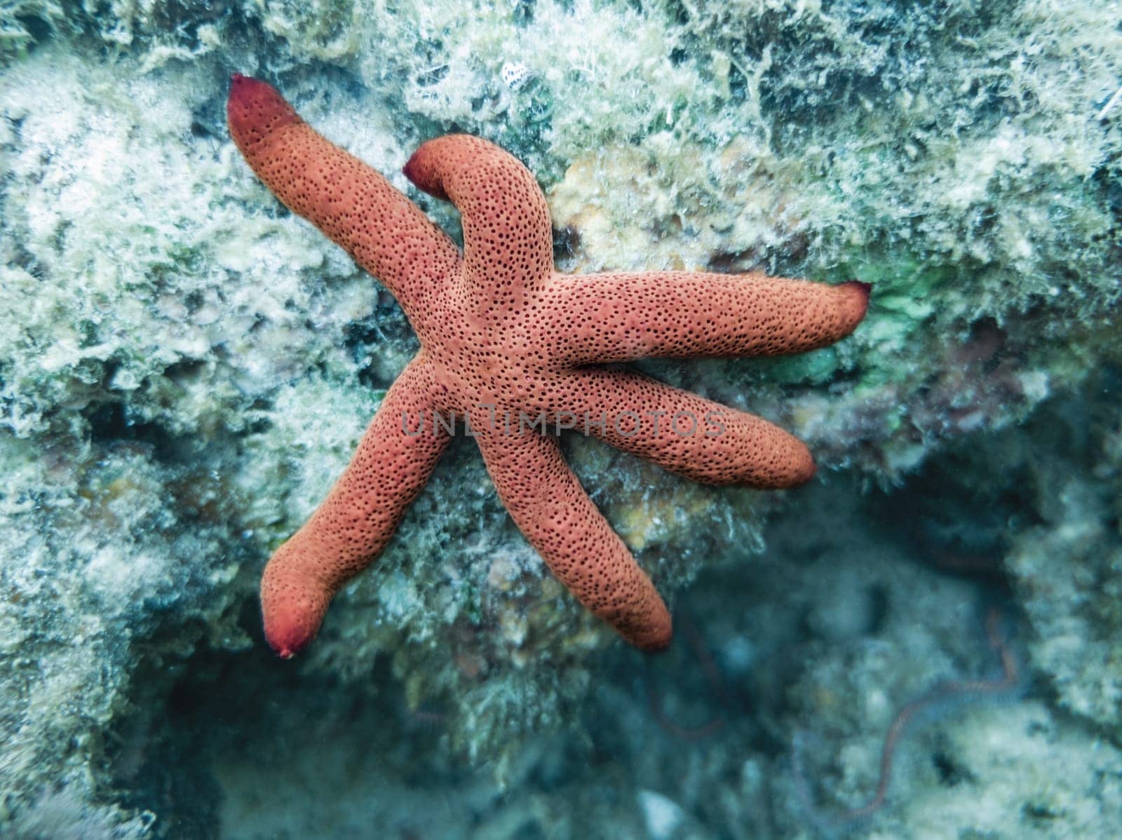 Starfish  on a coral reef underwater. Marune life