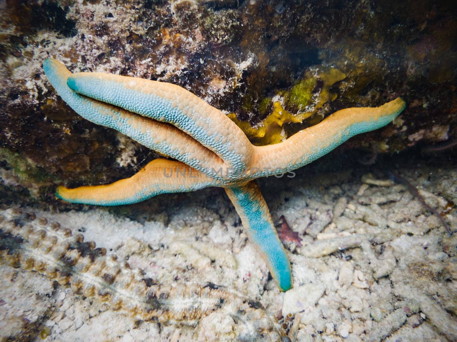 Starfish  on a coral reef underwater. Marune life