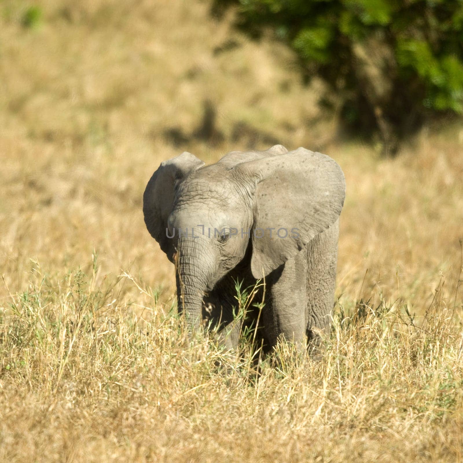 Elephant