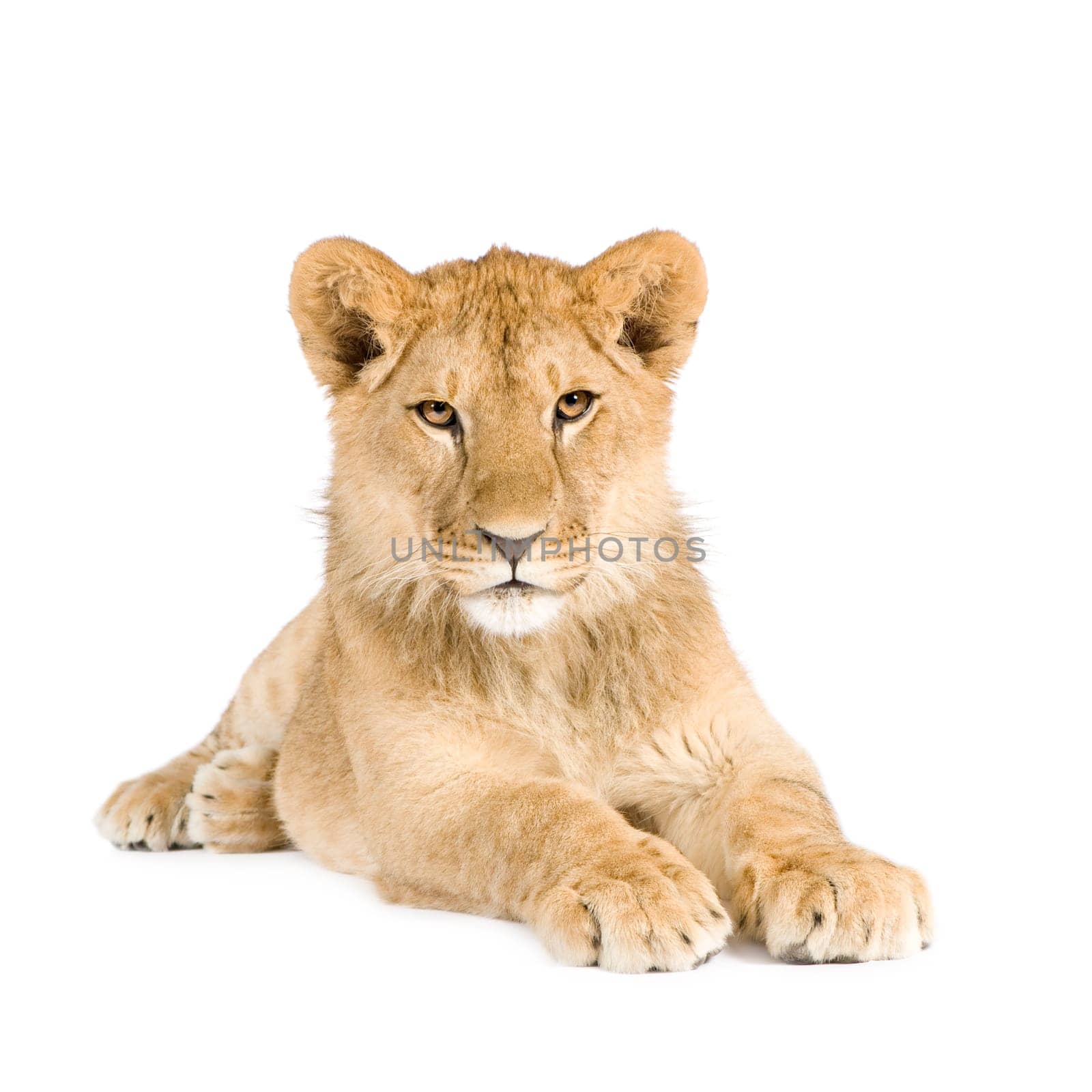 Lion cub (8 months) in front of a white background