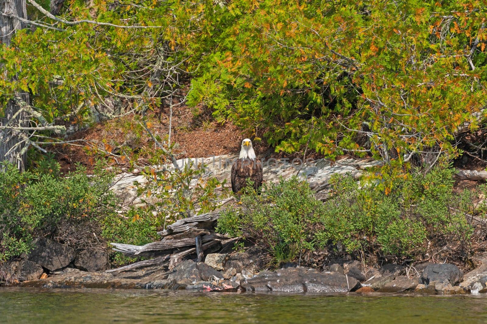 Bald Eagle Sitting on the Shore of a Ogishkemuncie Lake in the Boundary Waters in Minnesota