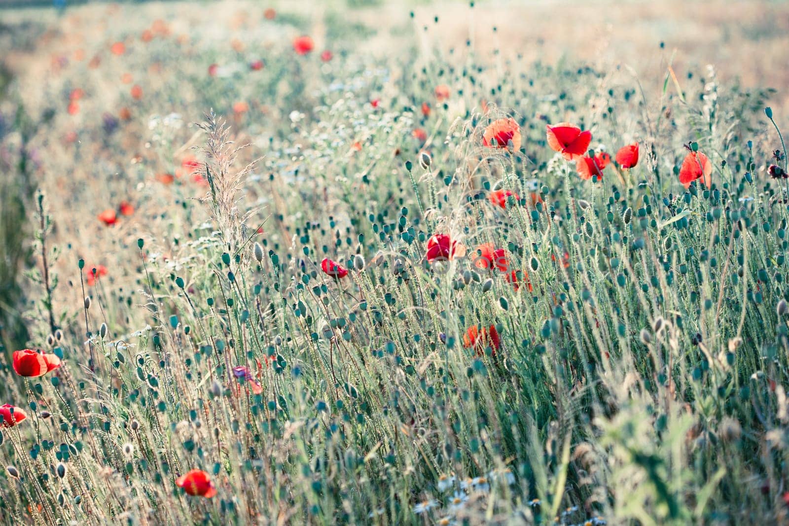 Poppies flowers and other plants in the field. Flowery meadow flooded by sunlight in the summer
