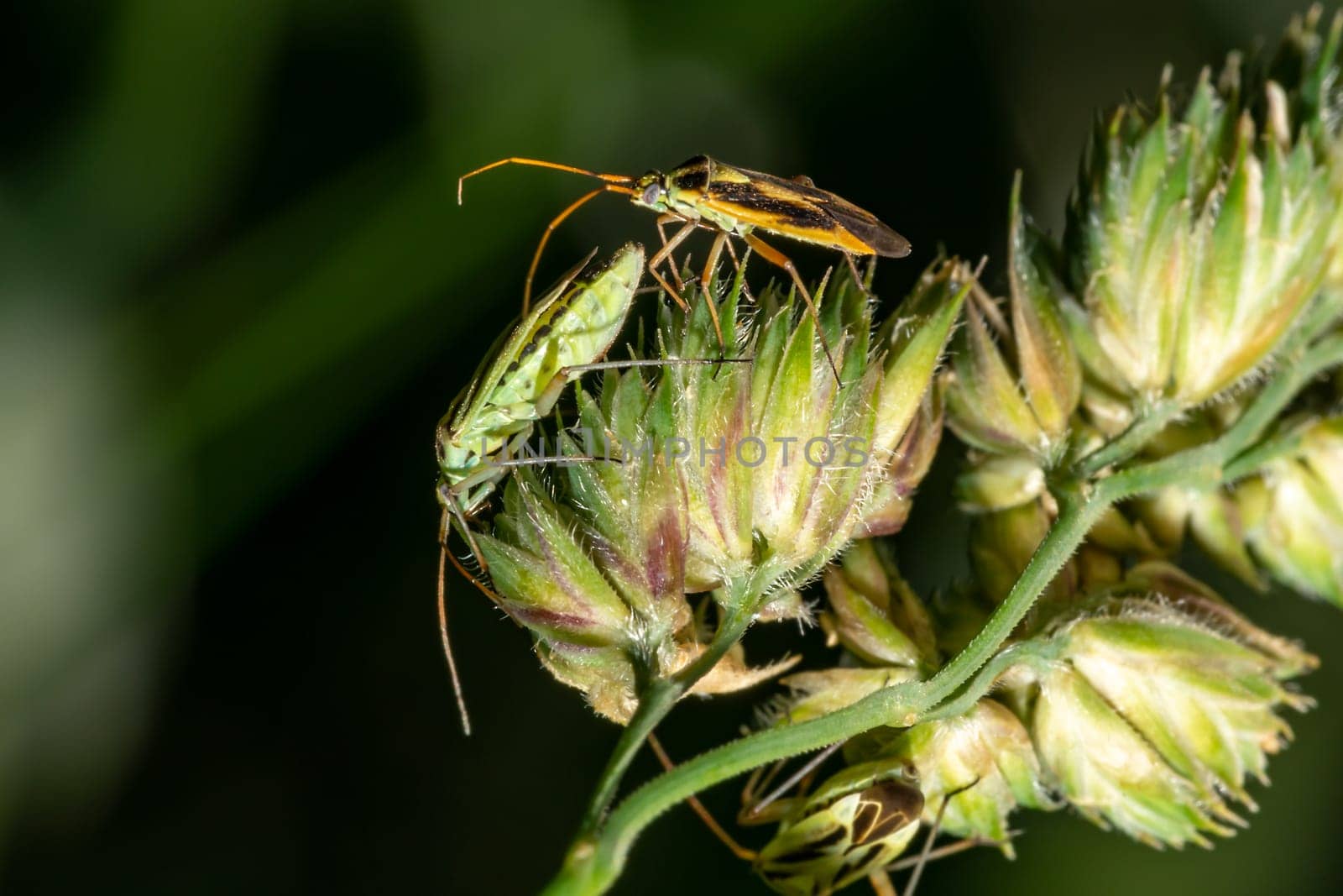 Image of two green bugs mating on green plant leaves. Insect Animal