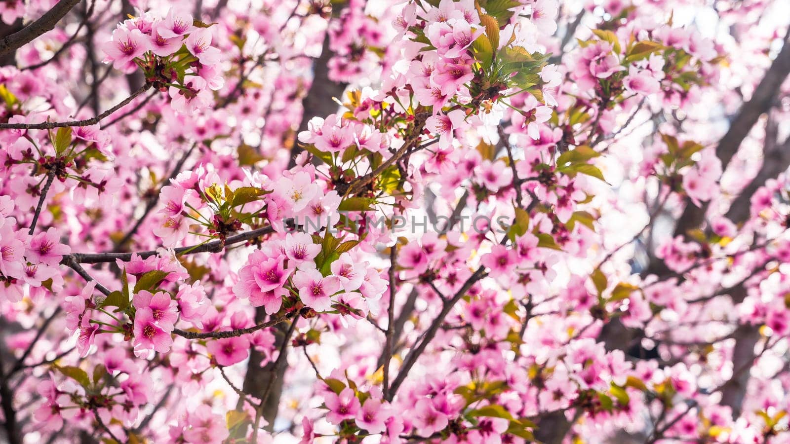 Beautiful pink background from tree flowers in blom at springtime