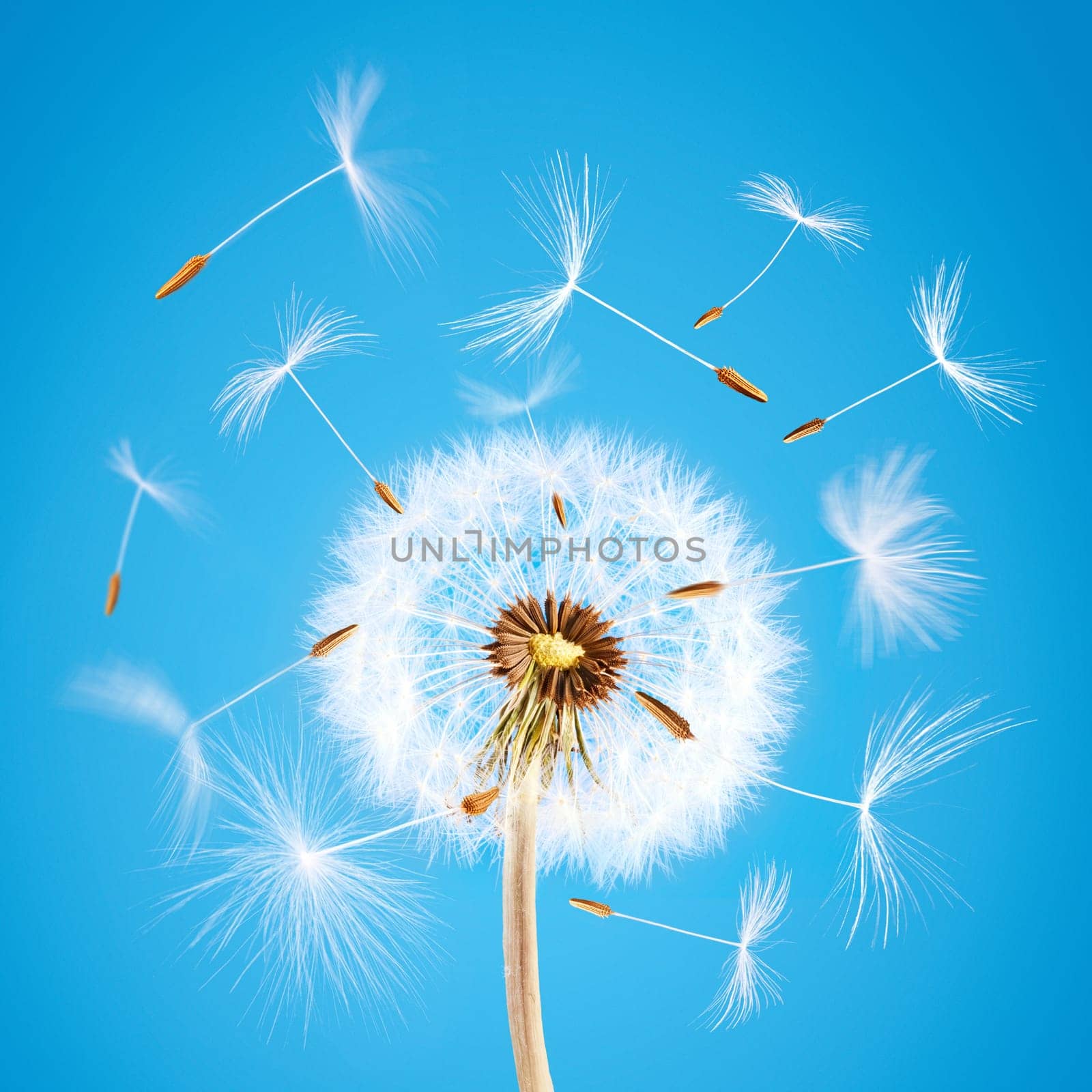Overblown dandelion with seeds flying away with the wind during spring over blue clear sky