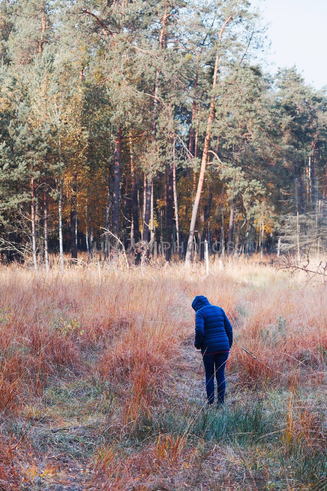 Woman walking through a meadow toward a forest. Forest in autumn season. Colorful foliage on trees lit by morning sunlight. Natural nature forest landscape in autumn warm sunlight day