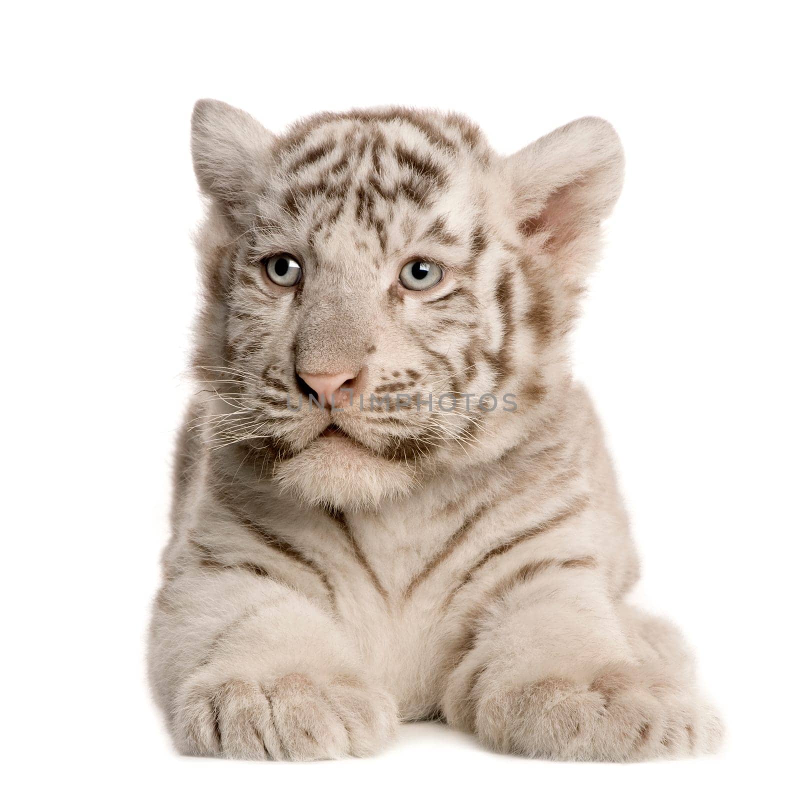 White Tiger cub (2 months) in front of a white background