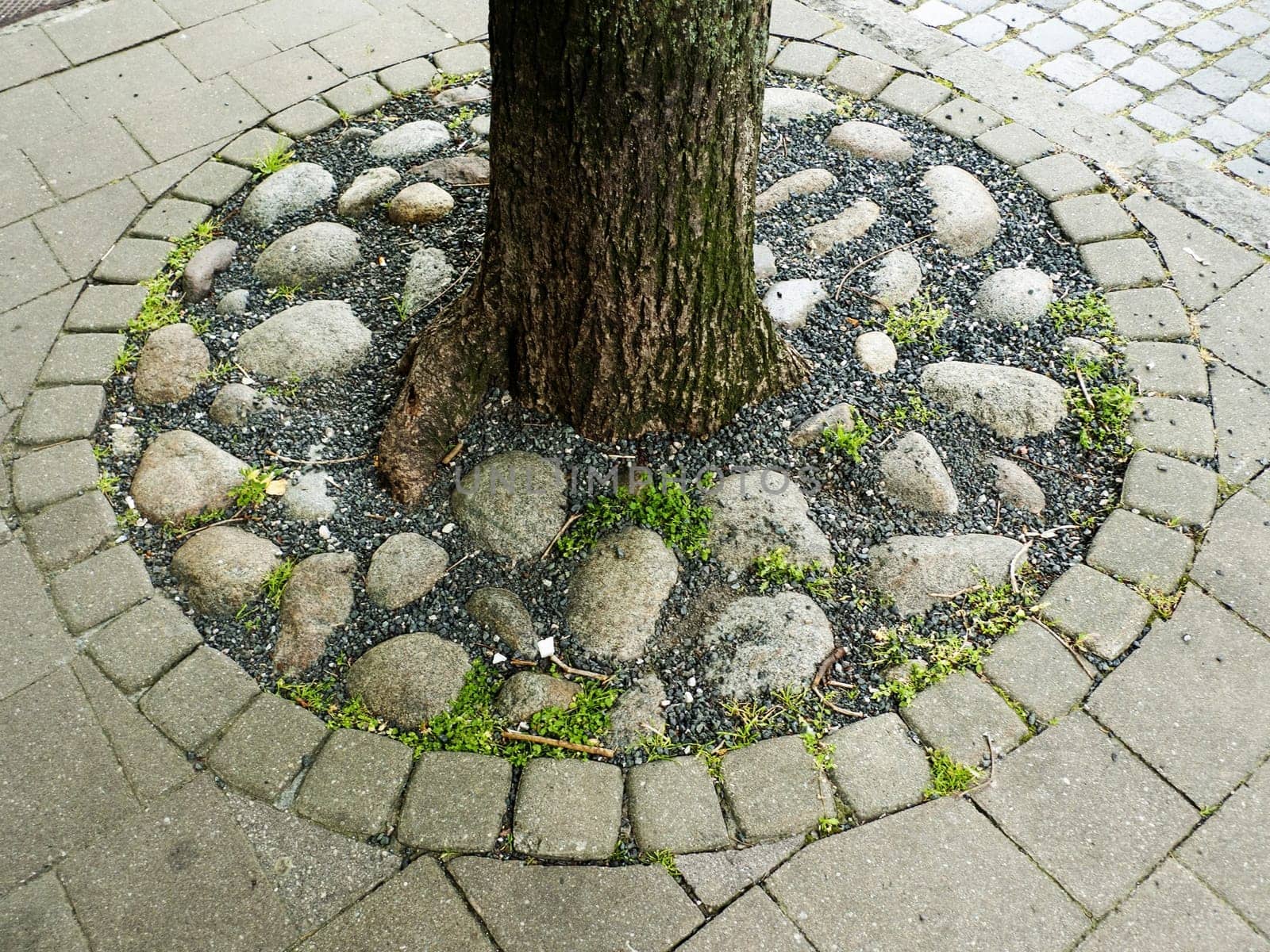 Tree on street with cover