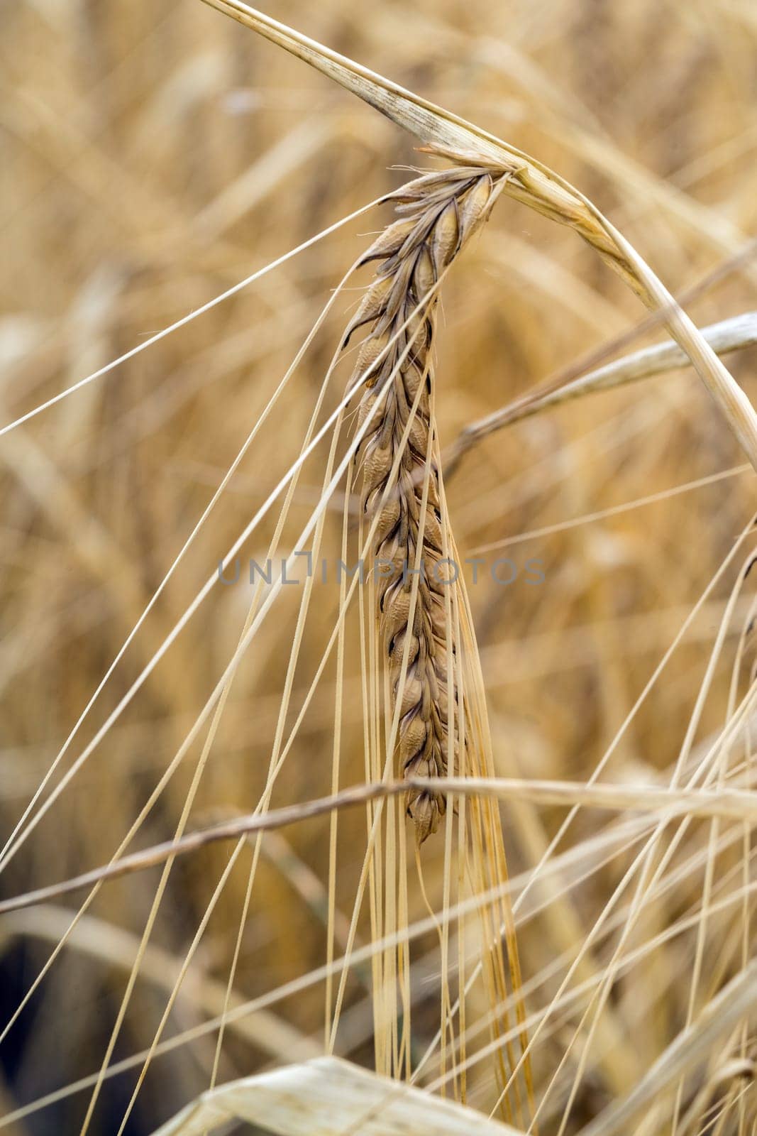 Cereals close-up,agricultural crop in a field