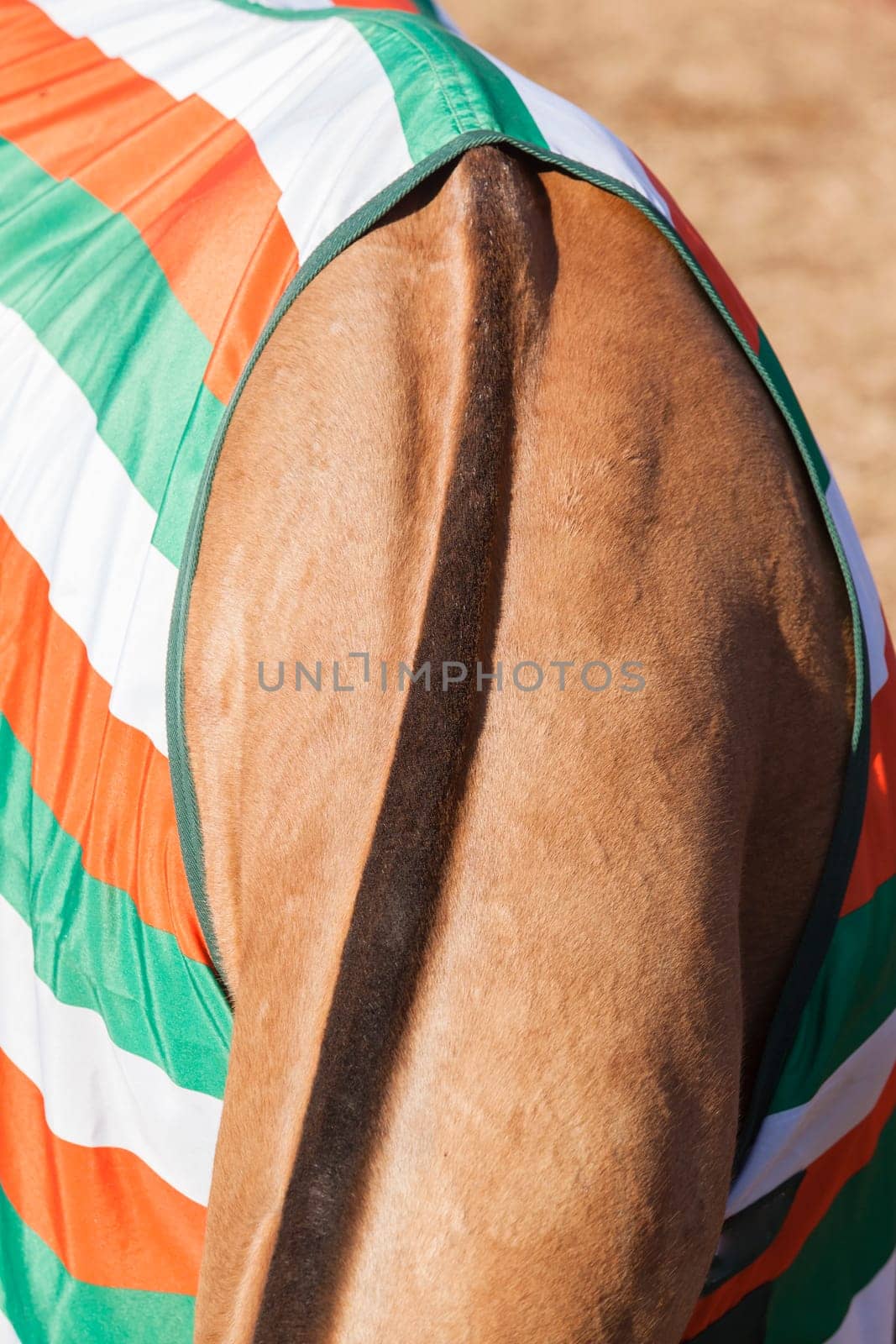 Horse pony grooming neck body cover closeup abstract animal detail.