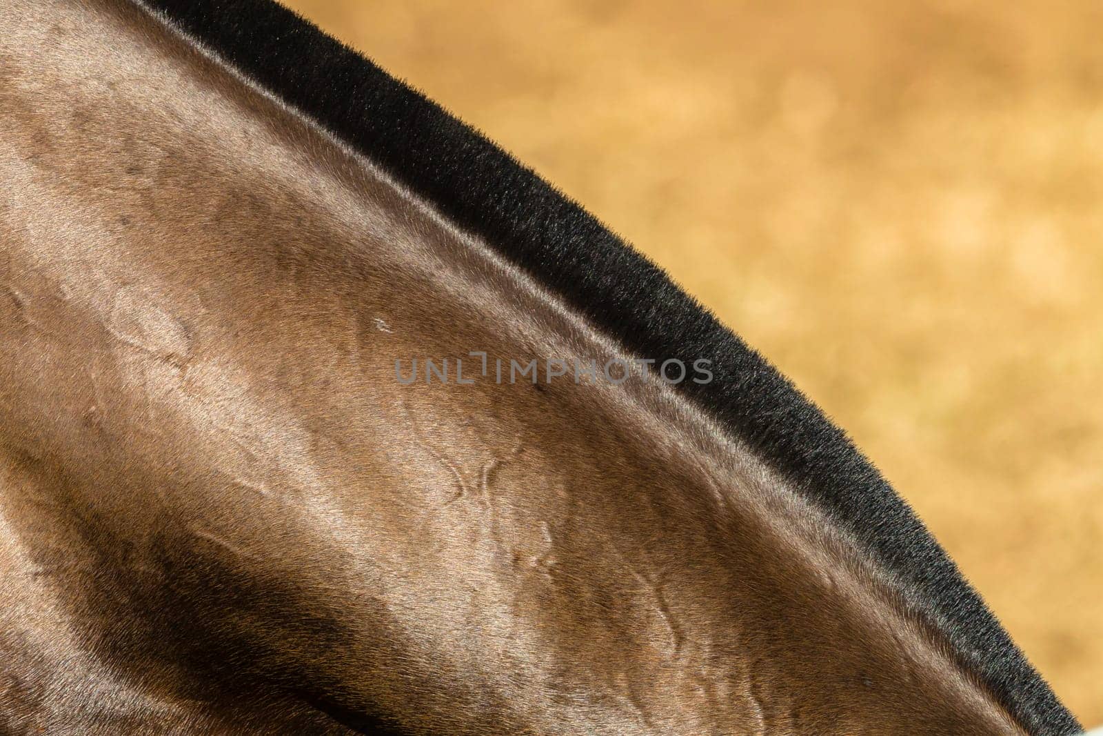 Horse pony grooming neck body cover closeup abstract animal detail.
