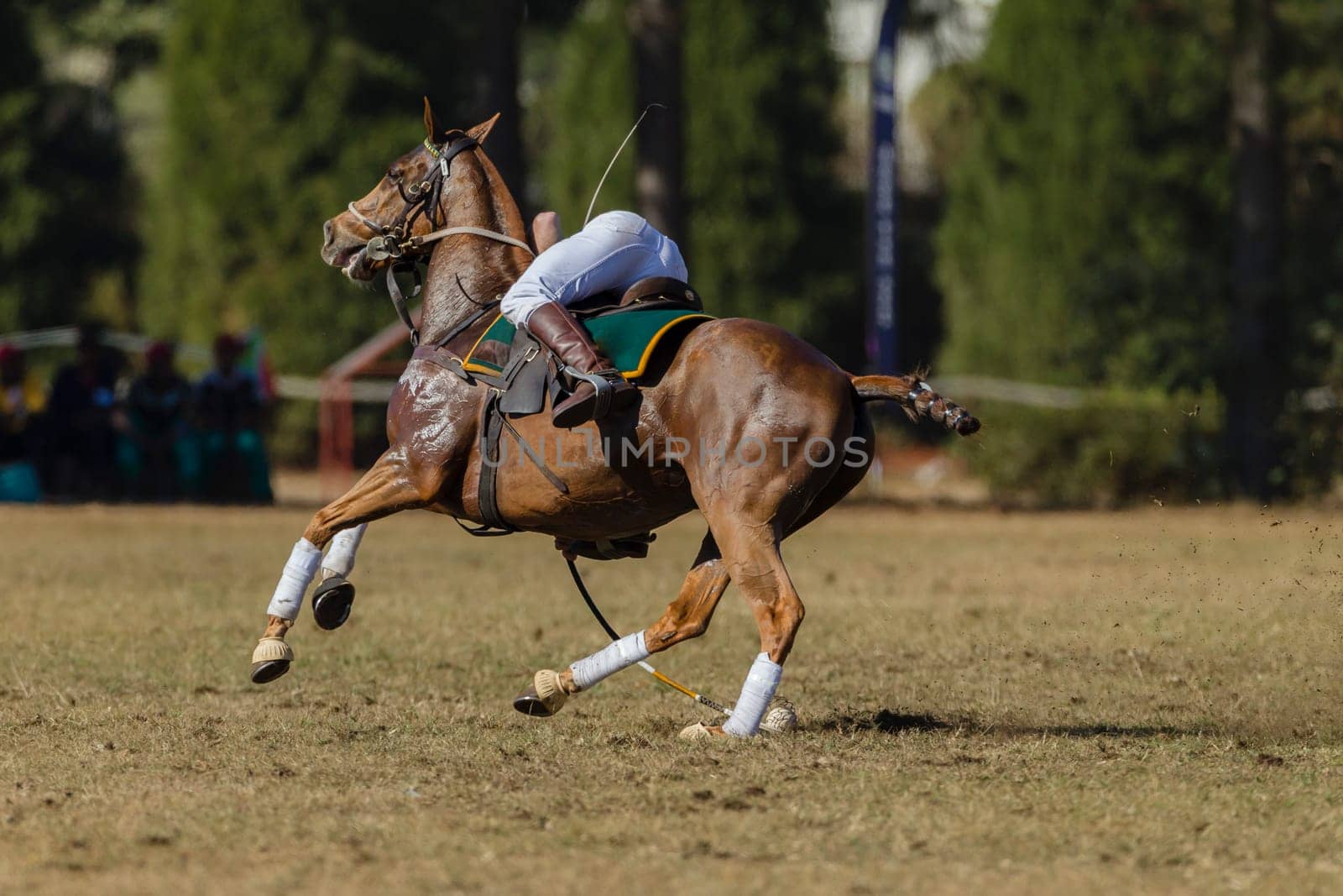 PoloCrosse Riders Horses pony abstract game action
