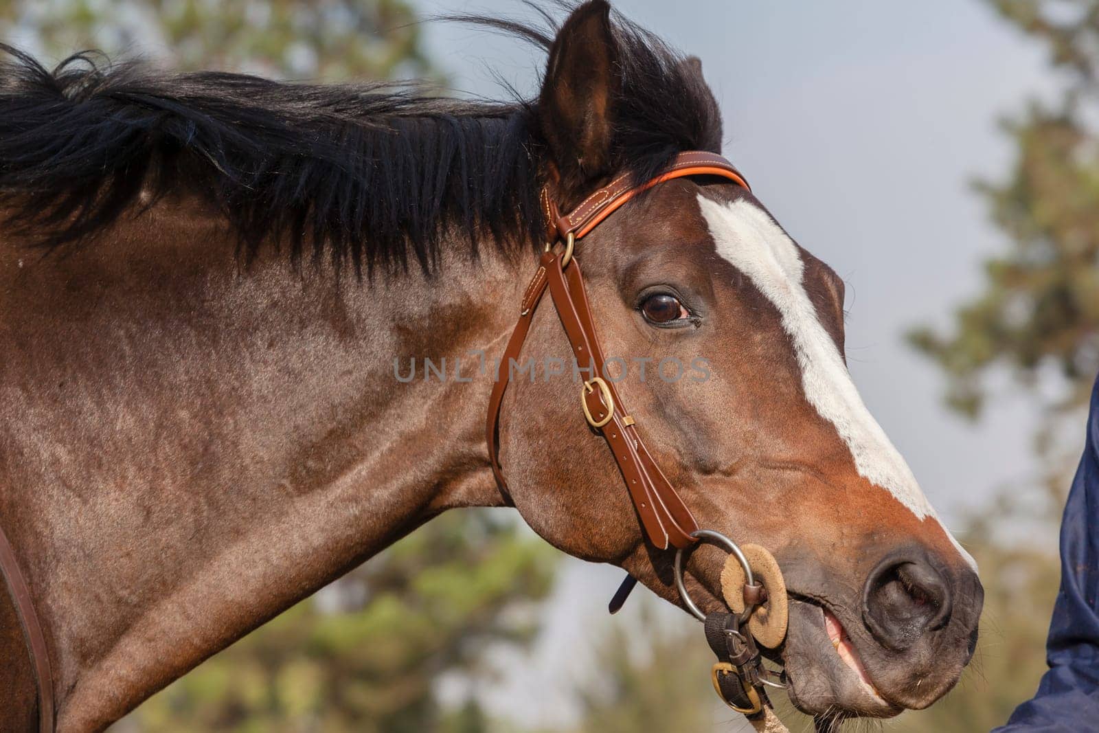 Horse stallion closeup portrait of animal