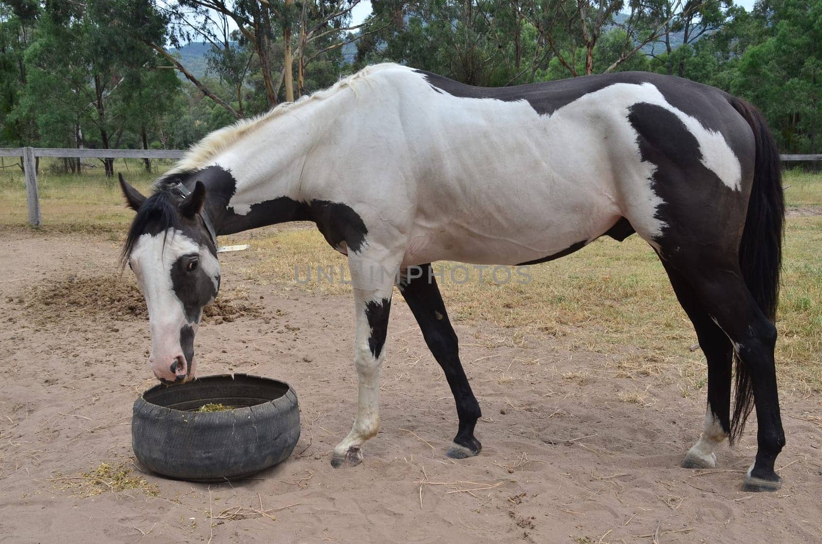 araber stallion spotted
