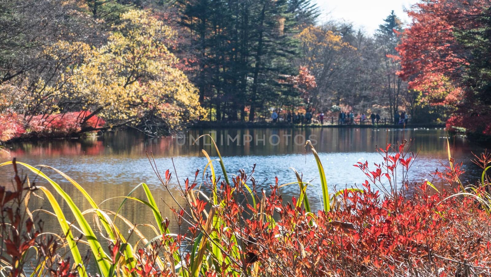 Autumn color of pond, Karuizawa, Nagano, Japan
