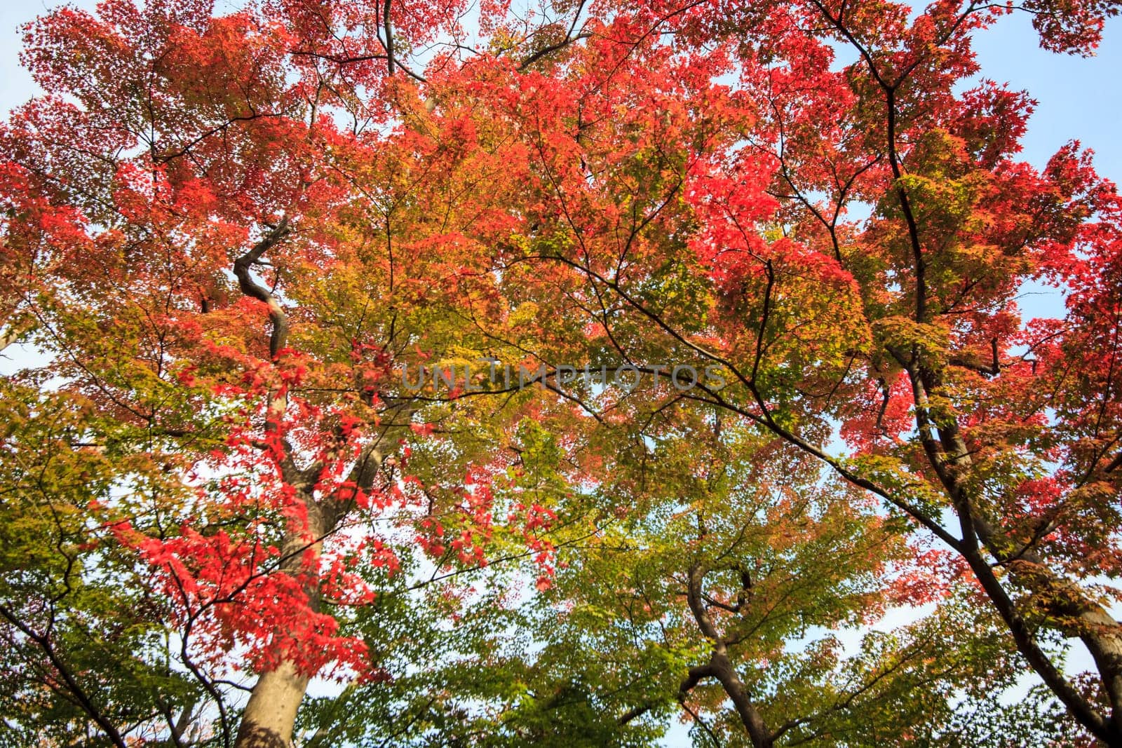 Kasumiga-ike Pond at Kenrokuen Garden in Kanazawa for adv or others purpose use