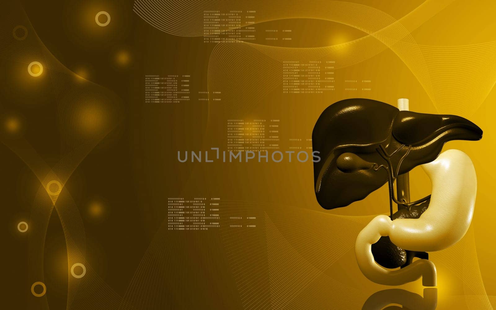 Digital illustration of Liver and stomach in colour background