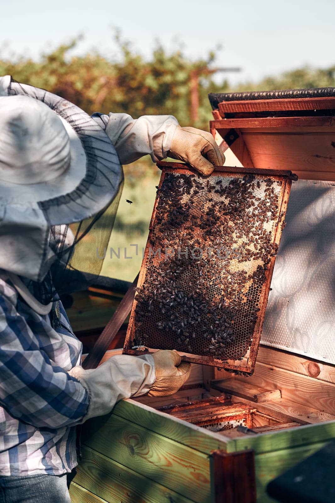 Beekeeper working in apiary. Drawing out the honeycomb from the hive with bees and honey on comb. Real people, authentic situations
