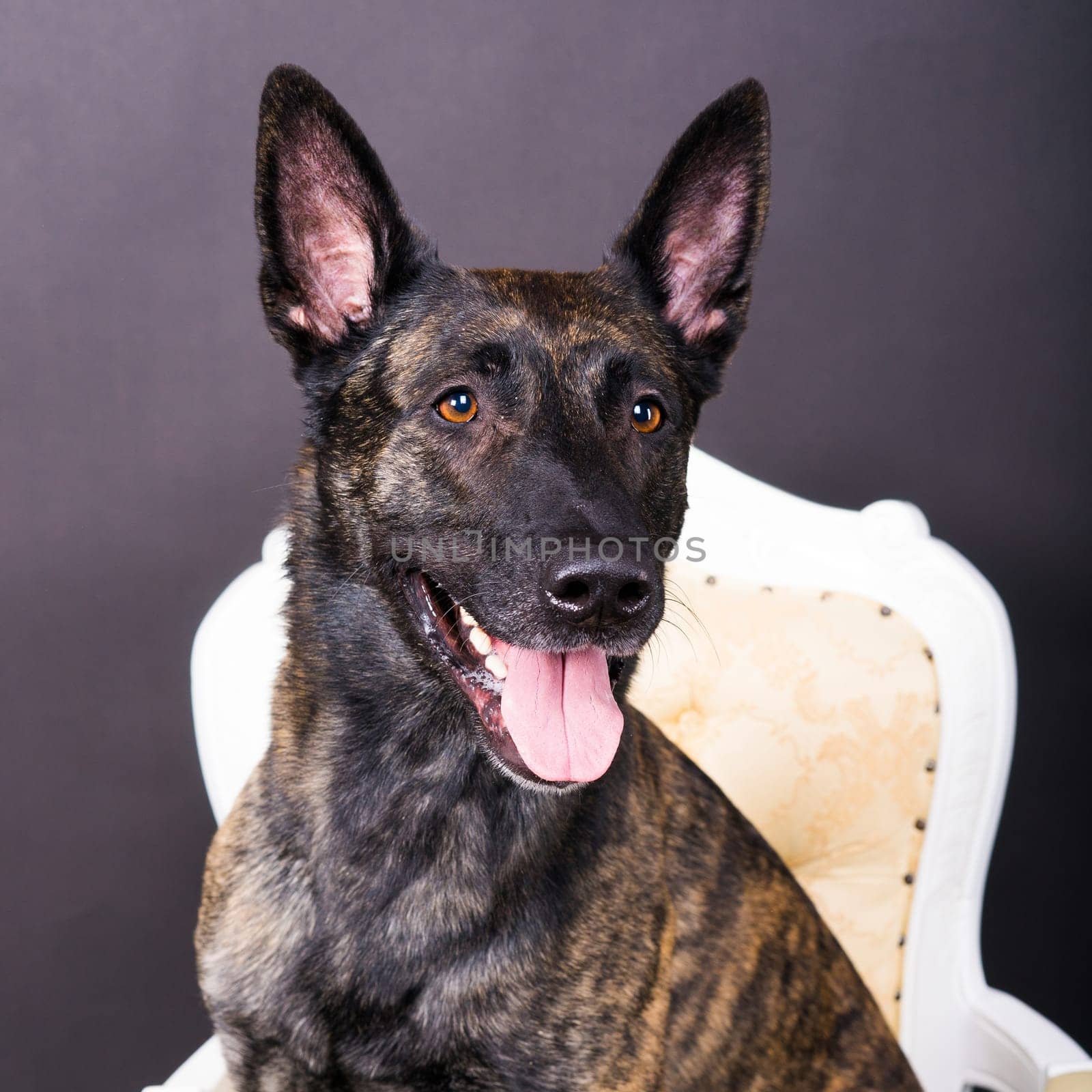Dutch shepherd dog sitting in a chair in a studio