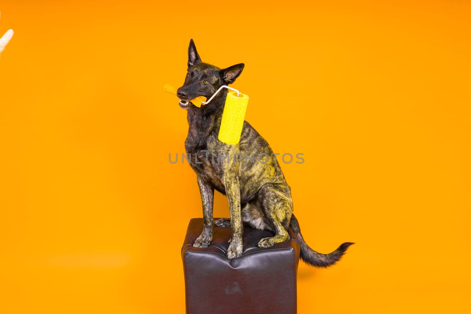 A dog builder is holding roller brusht. Red yellow background. Isolated. Dutch shepherd