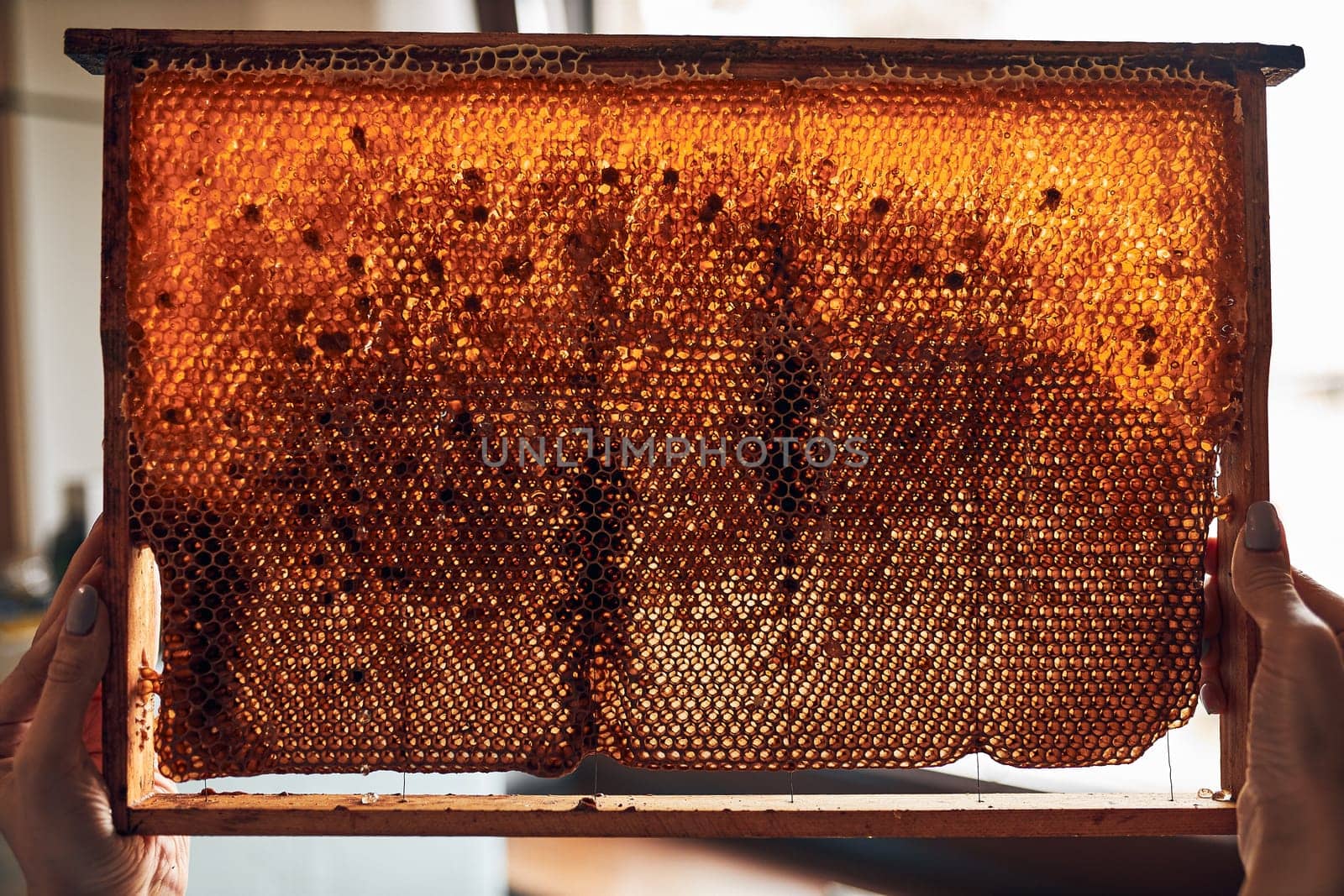 Close up of honeycomb with honey on it. Working in apiary. Harvest time in apiary. Beekeeping as hobby. Agriculture production. Natural background