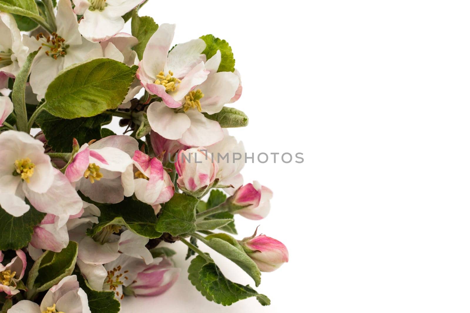 Pear flowers on a white background