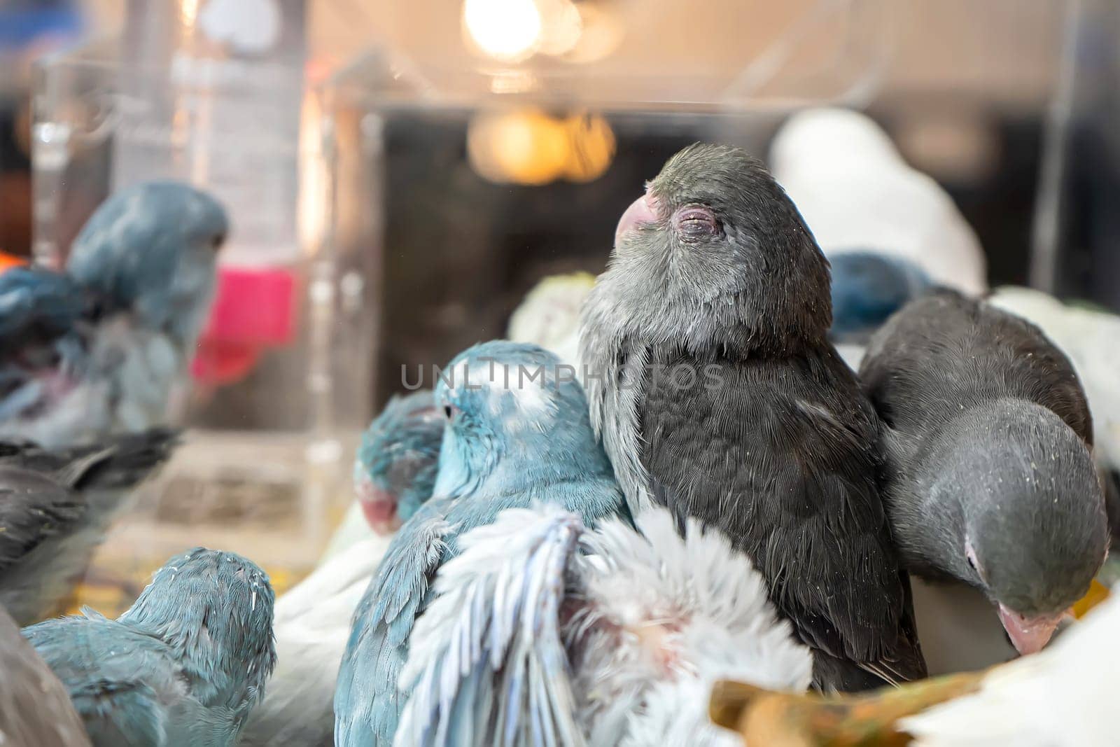 Parrots are posing to take the picture. Bird is a popular pet in Thailand.