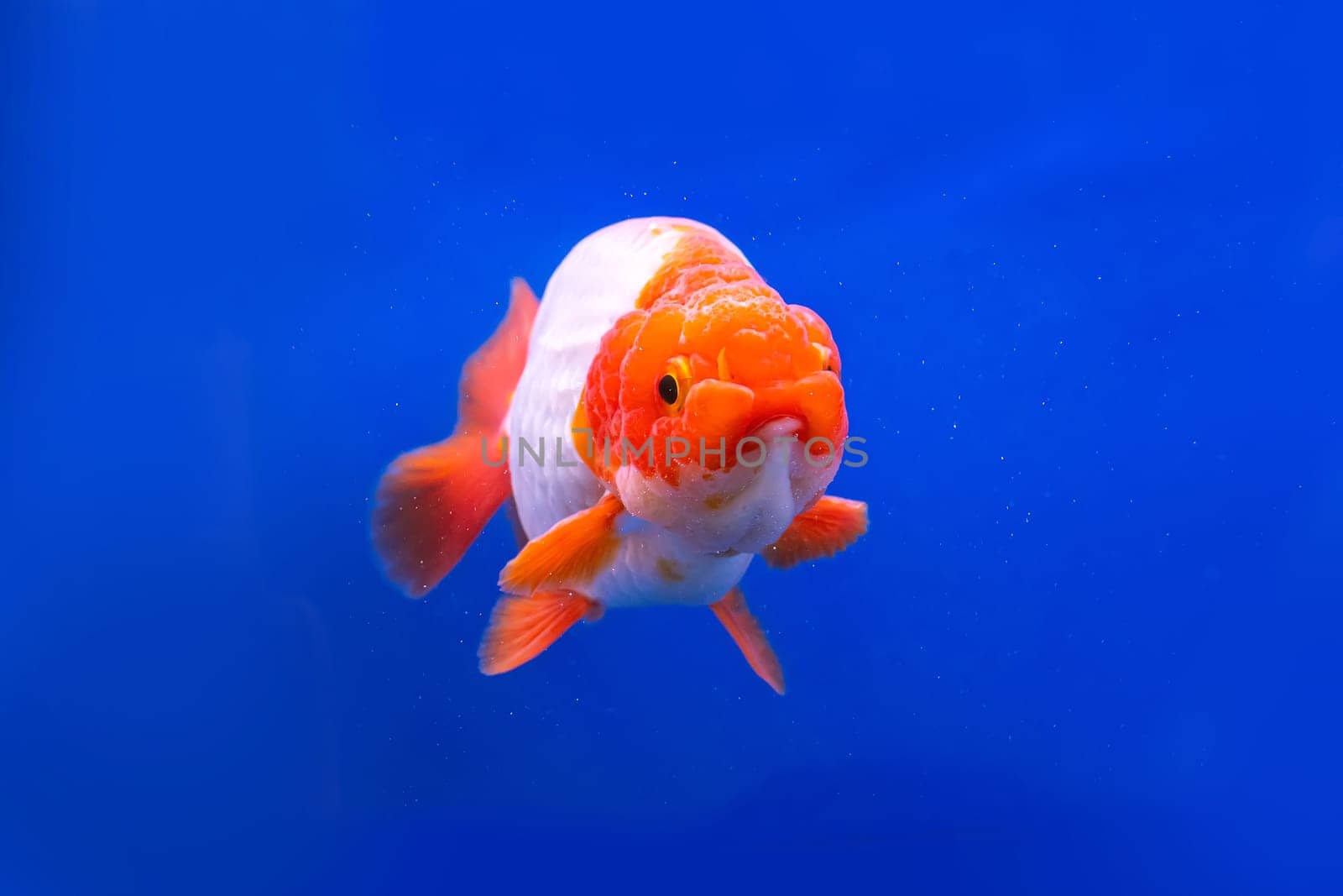 The goldfish in the cabinet on blue background.