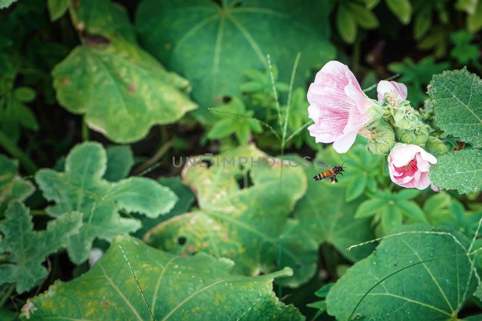 Hollyhock flower is many colors and beautiful in the nature with bees flying for pollen.