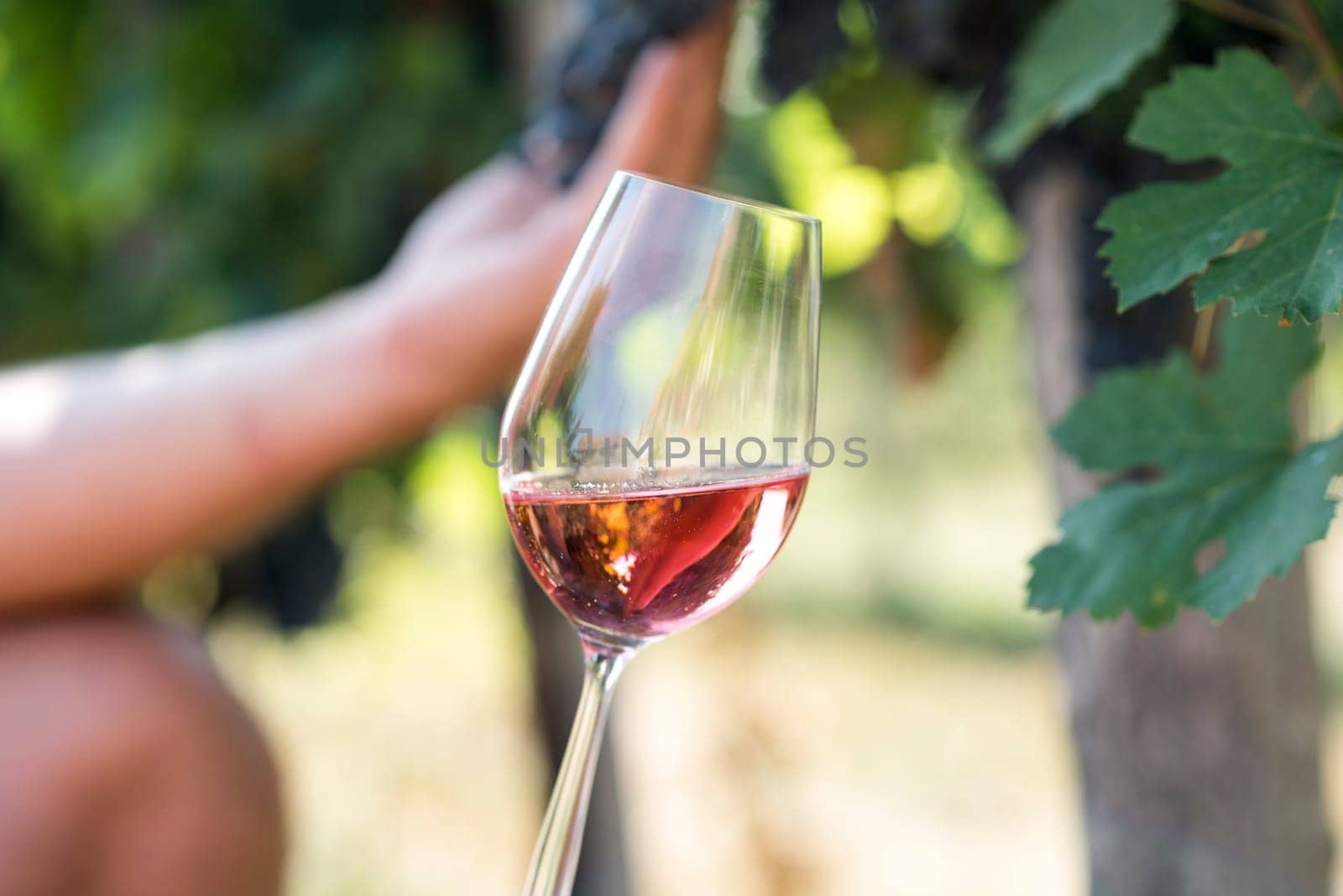 Man holding glass of red wine in vineyard field. Wine tasting in outdoor winery. Grape production and wine making concept.
